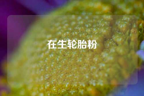 在生轮胎粉