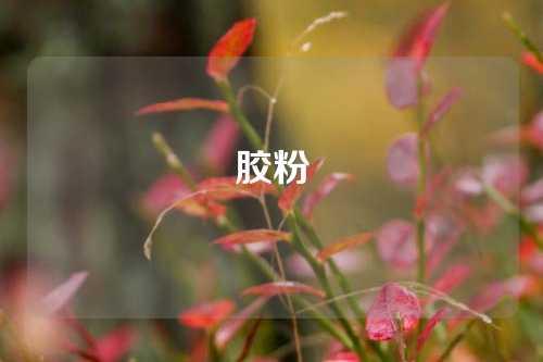 胶粉