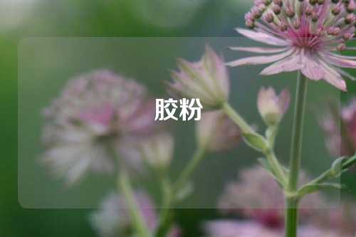 胶粉